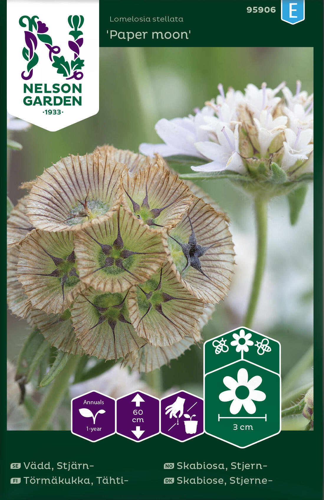 Stjernkabiosa 'Paper moon'